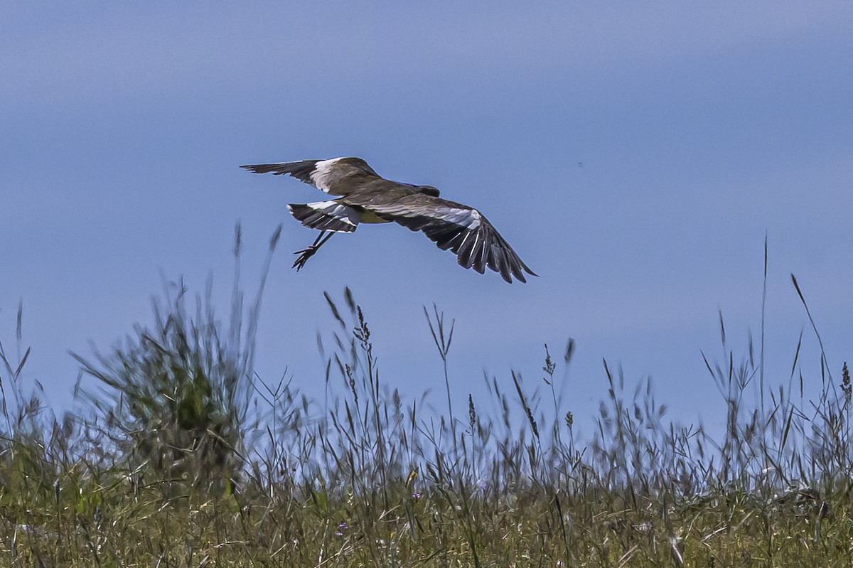 čejka jihoamerická - ML646850444