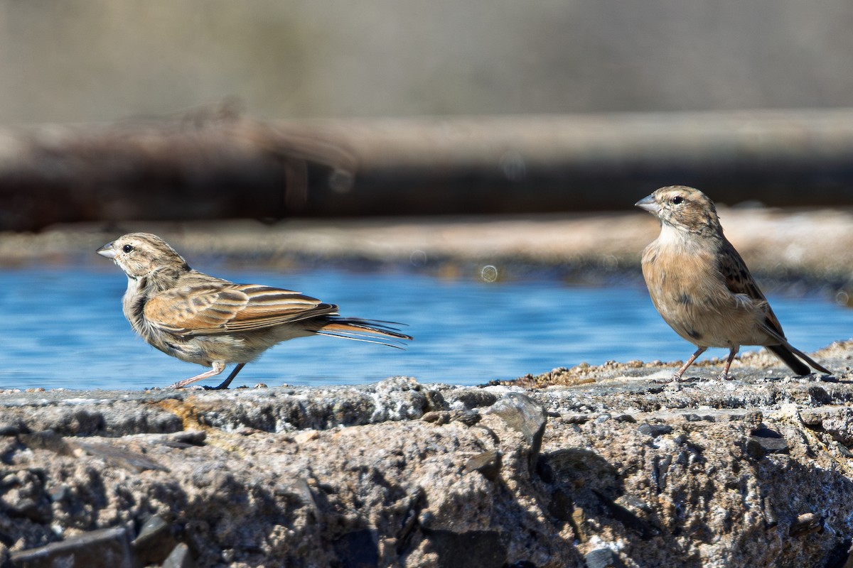 Бледная овсянка - ML646850445