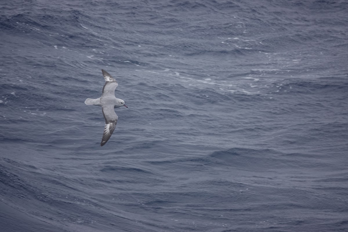 ギンフルマカモメ - ML646850446