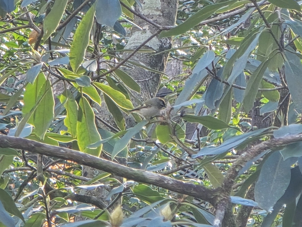 Золотоголовый королёк - ML646850451