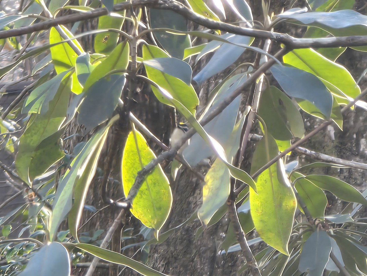 Золотоголовый королёк - ML646850452