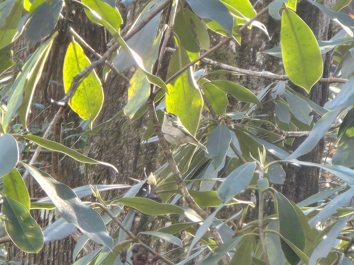 Золотоголовый королёк - ML646850453