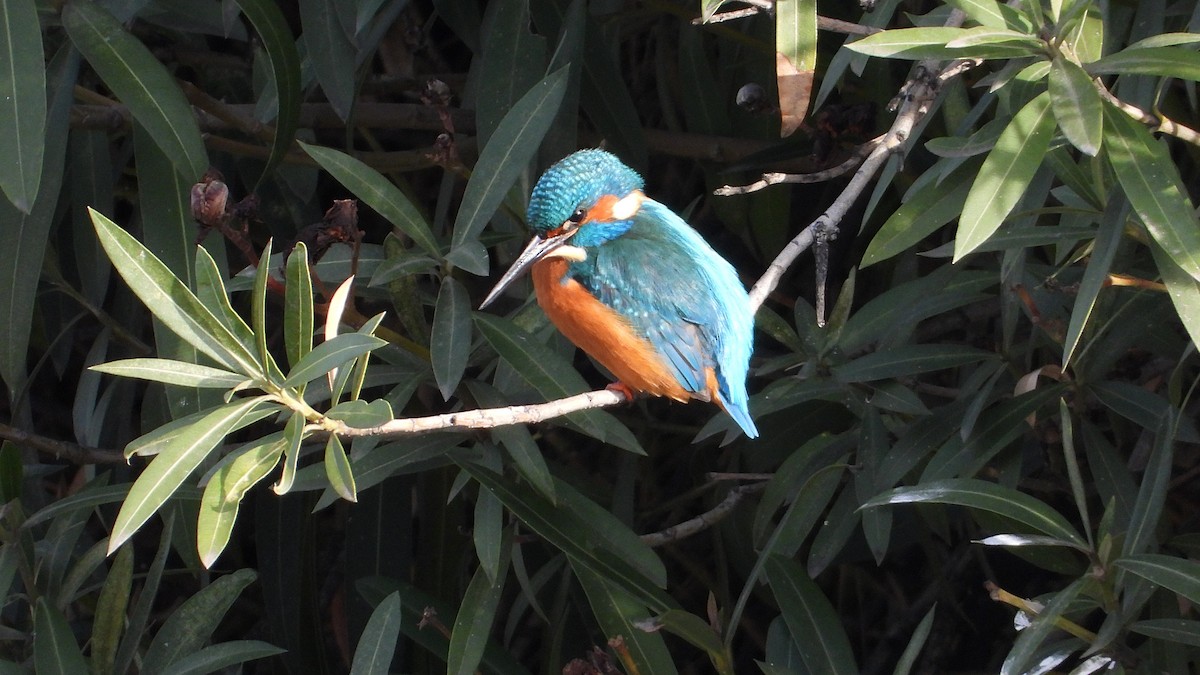 Зимородок - ML646850457