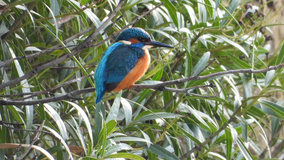 Зимородок - ML646850458