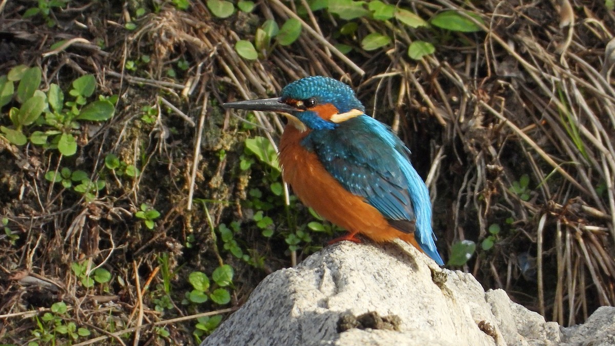 Зимородок - ML646850459