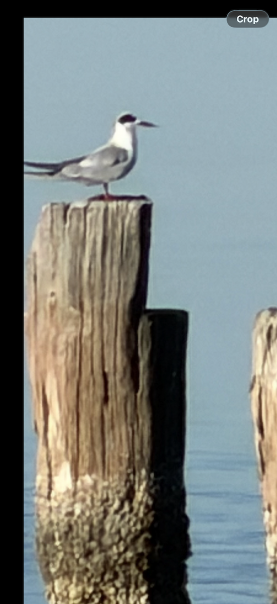 Common Tern - ML646850460