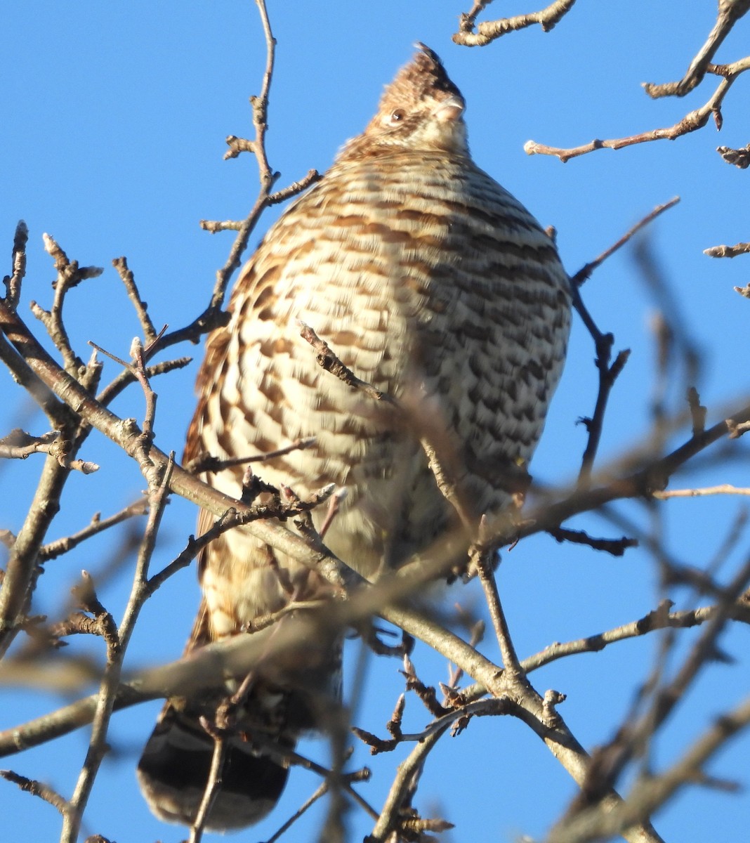 Ruffed Grouse - ML646850462