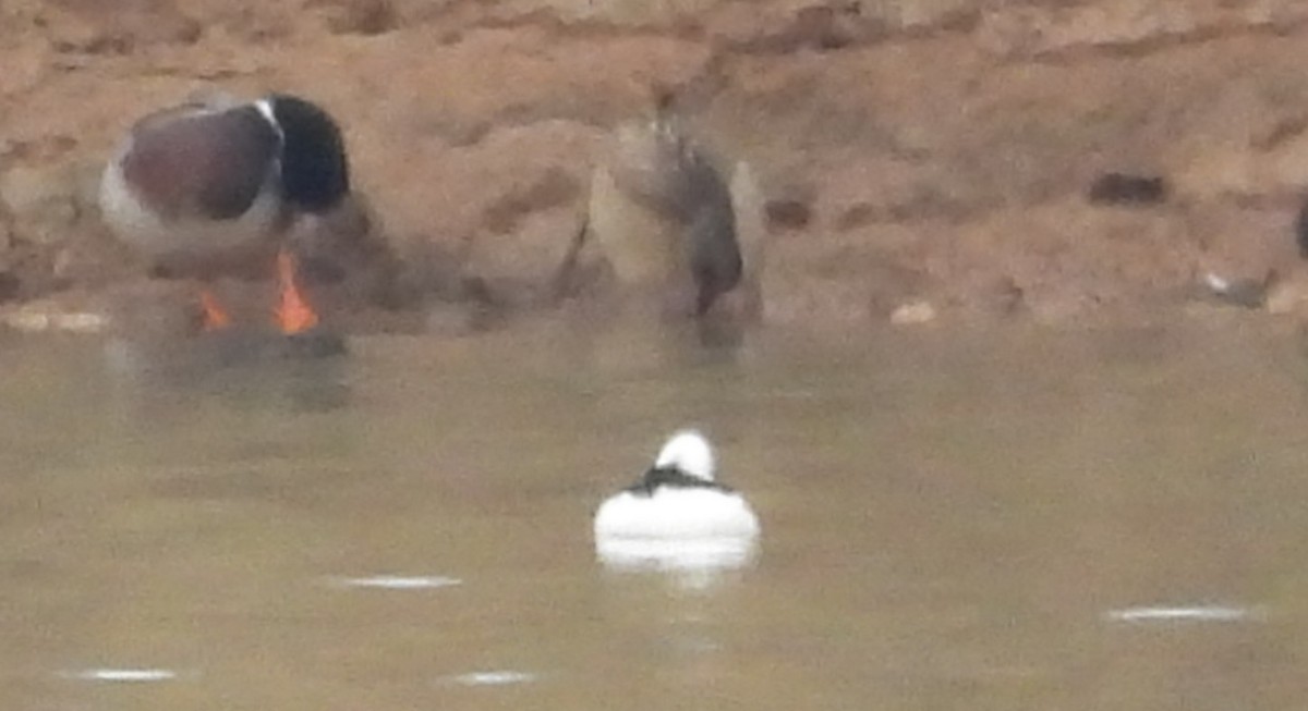 Гоголь малий - ML646850464