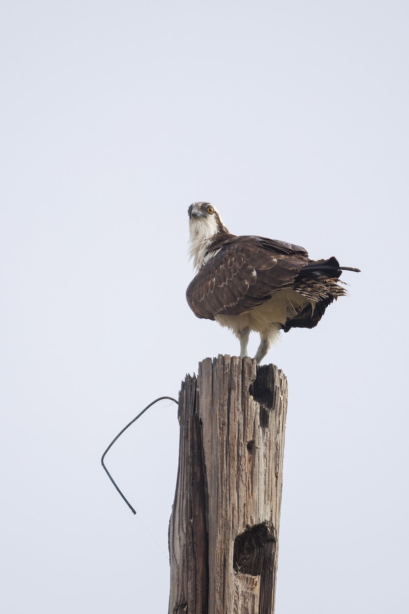 Osprey - ML646850465