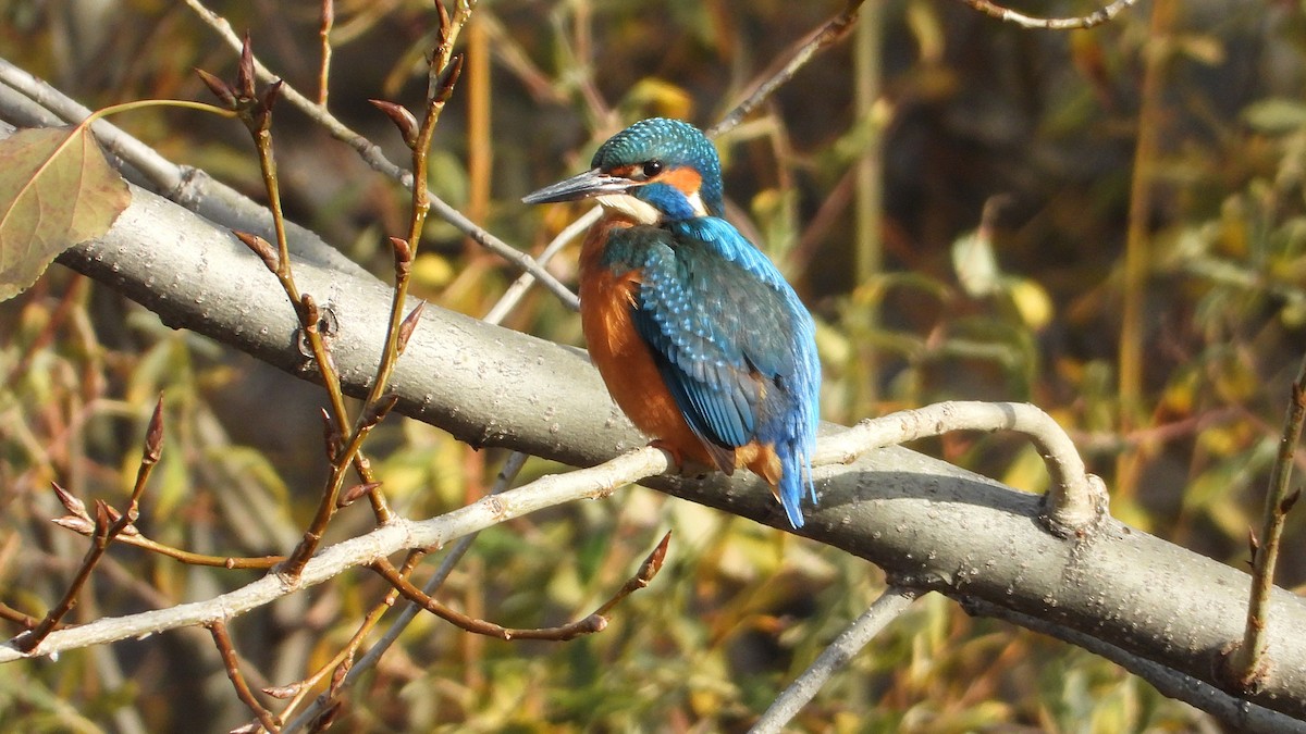 Зимородок - ML646850467