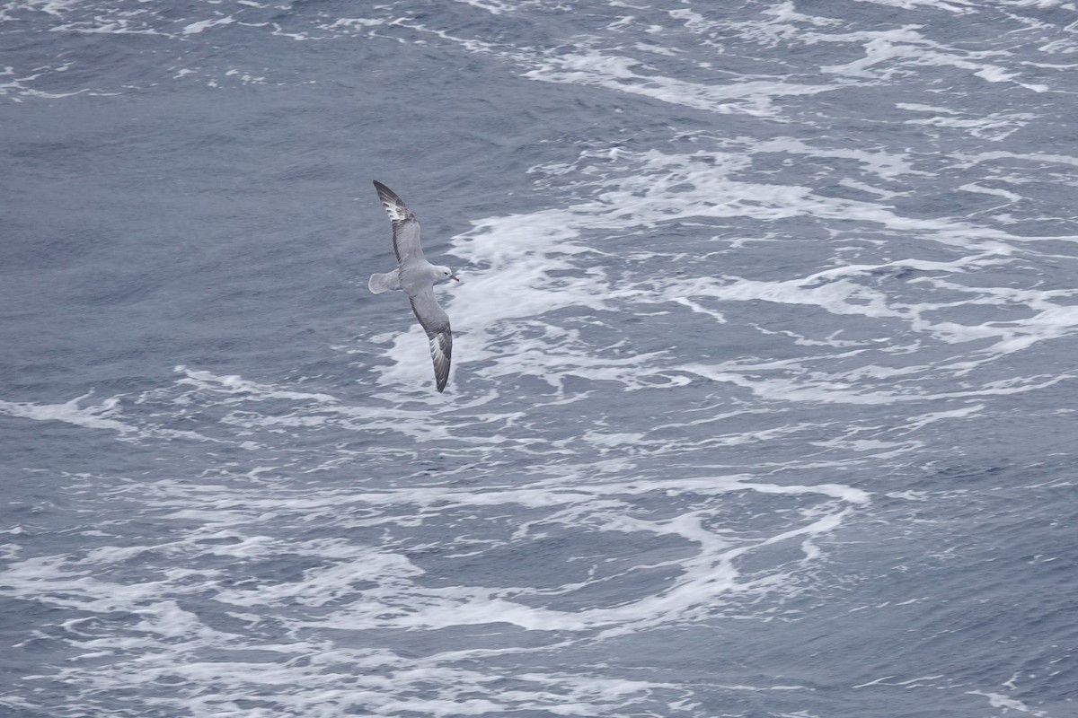 ギンフルマカモメ - ML646850468