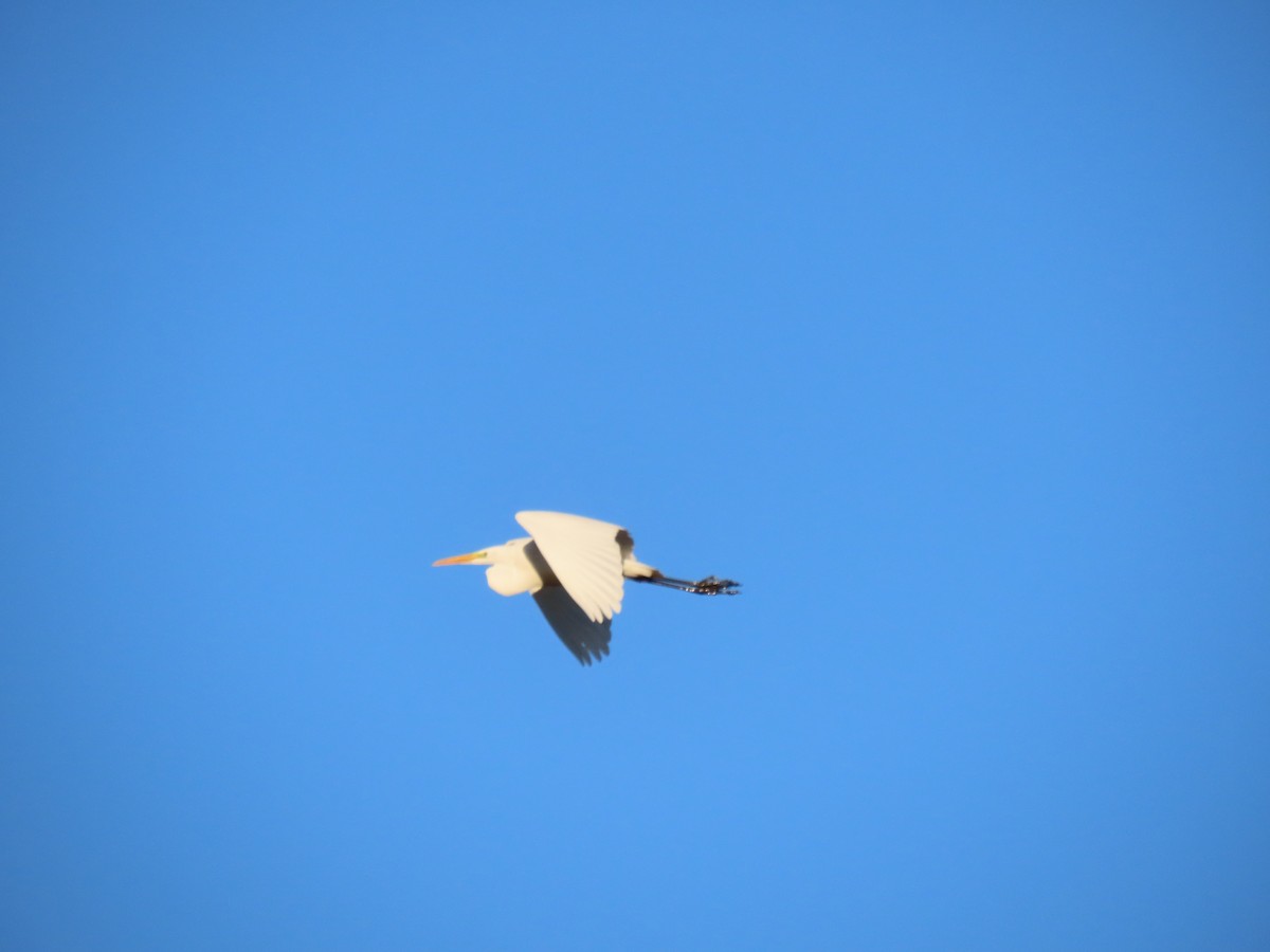 Great Egret - ML646850469