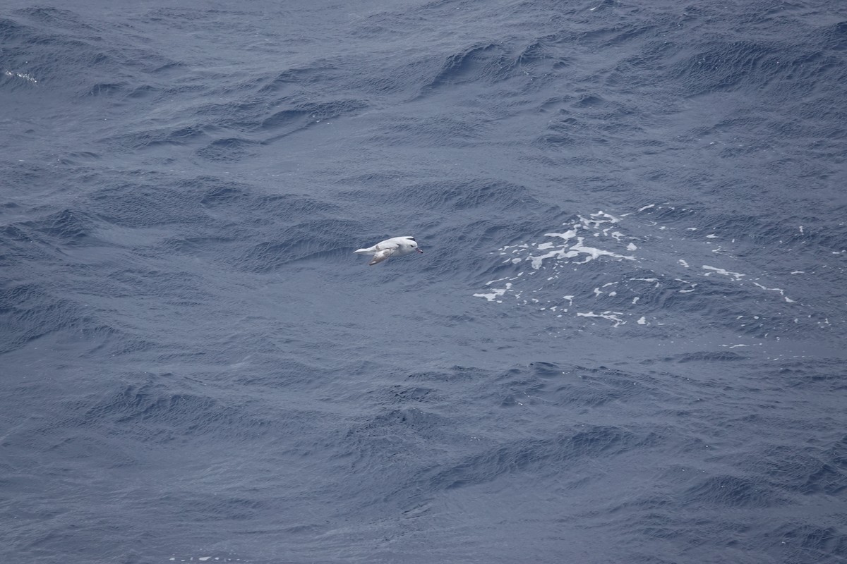 ギンフルマカモメ - ML646850474