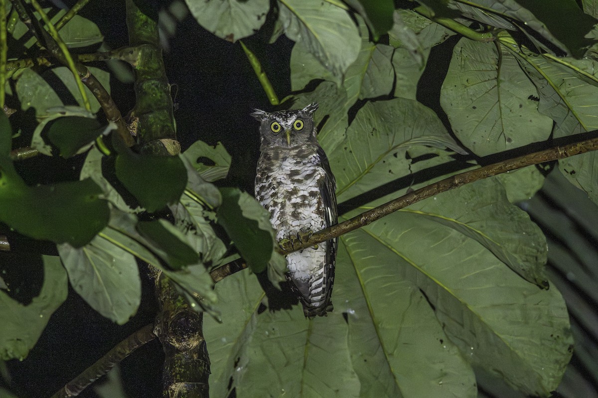 Akun Eagle-Owl - ML646850475