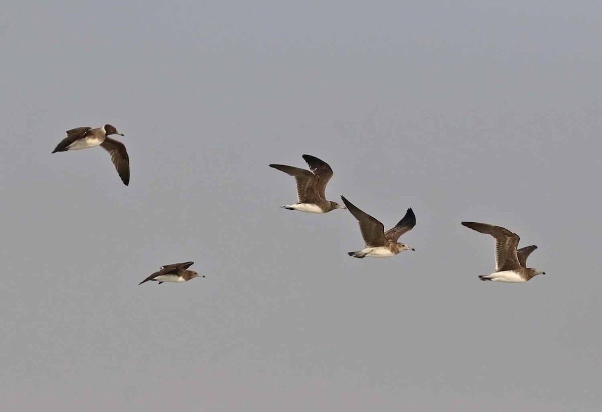 ススケカモメ - ML646850476