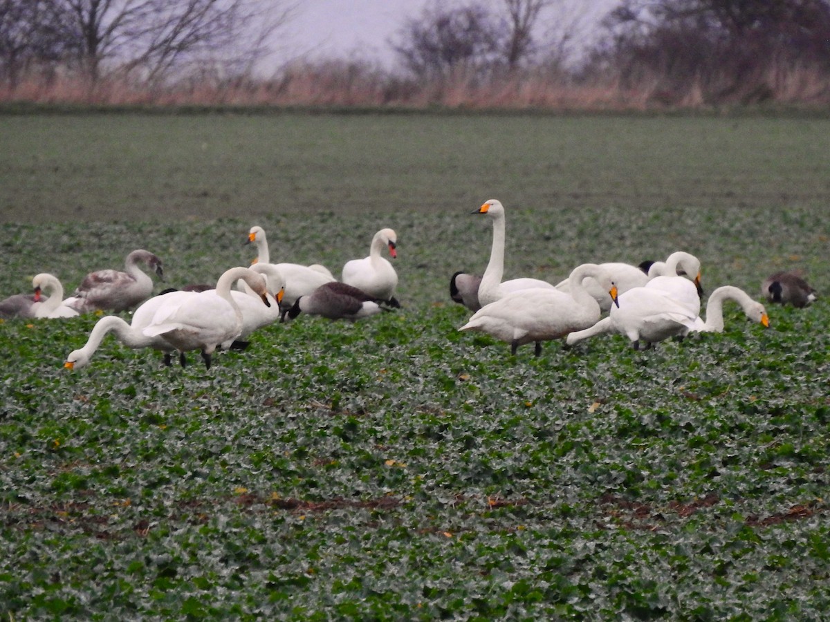 sangsvane - ML646850479