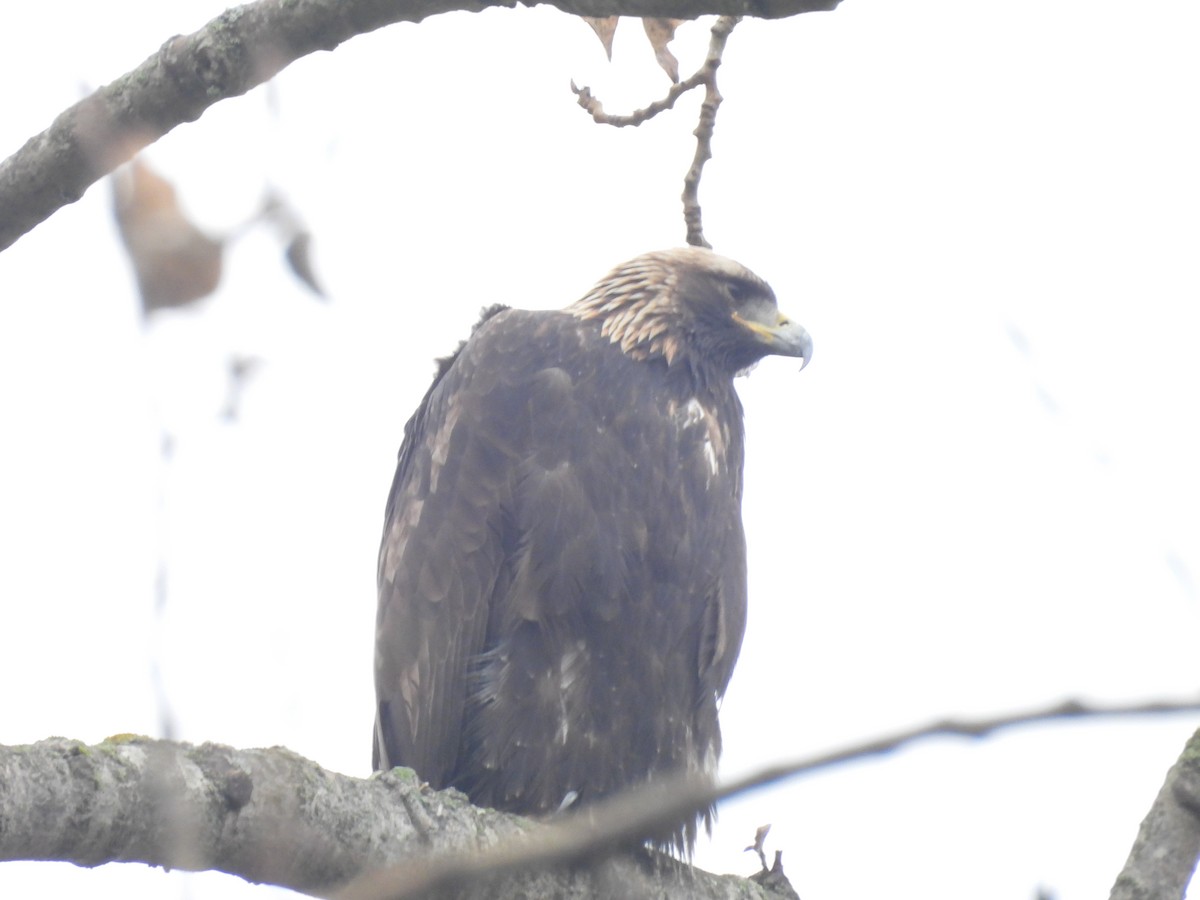 Golden Eagle - ML646850480