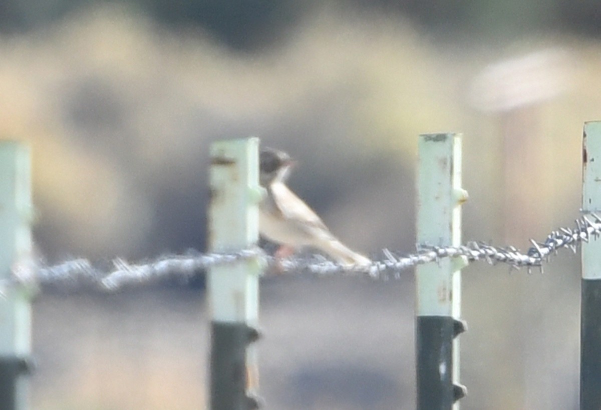 Brewer's Sparrow - ML646850481