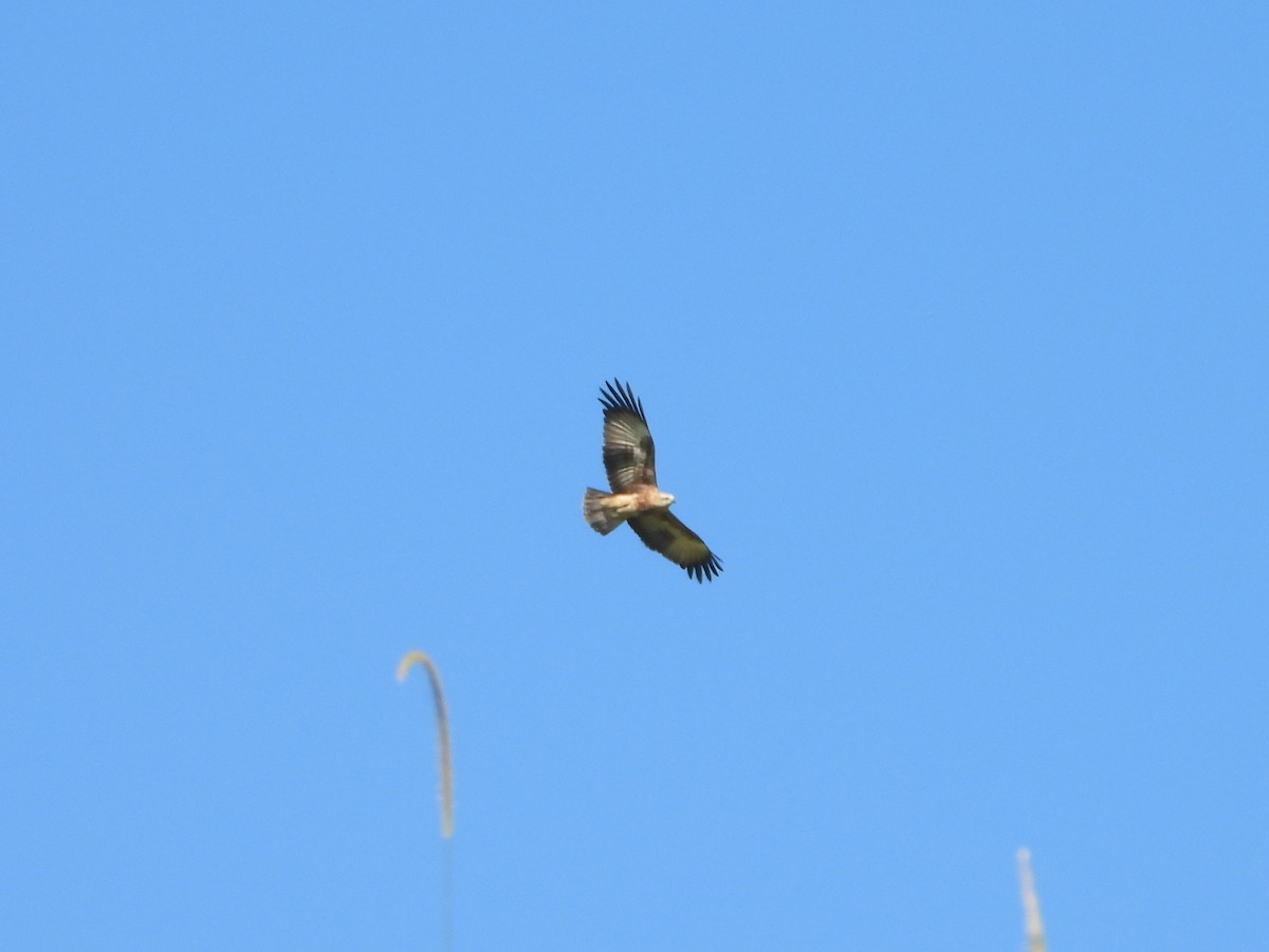 シロガシラトビ - ML646850484