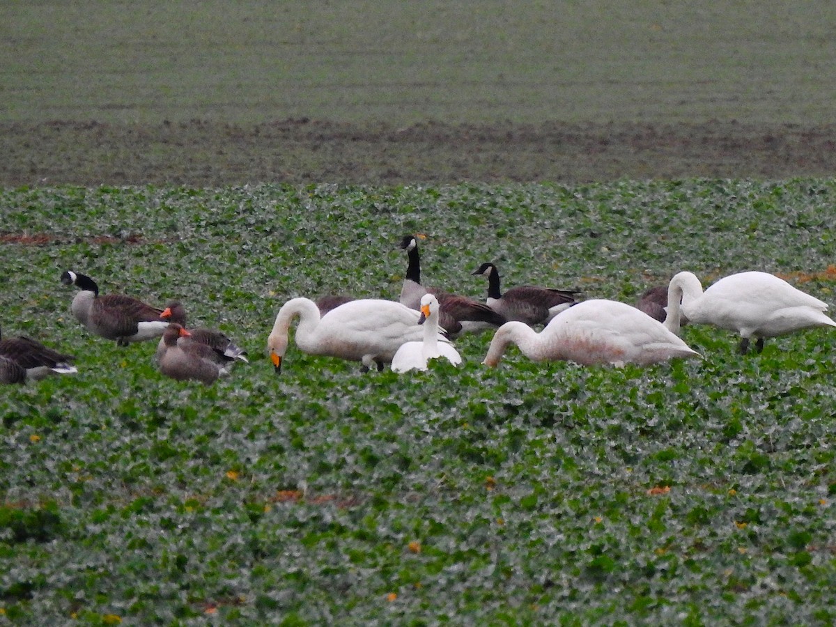 kanadagås - ML646850485