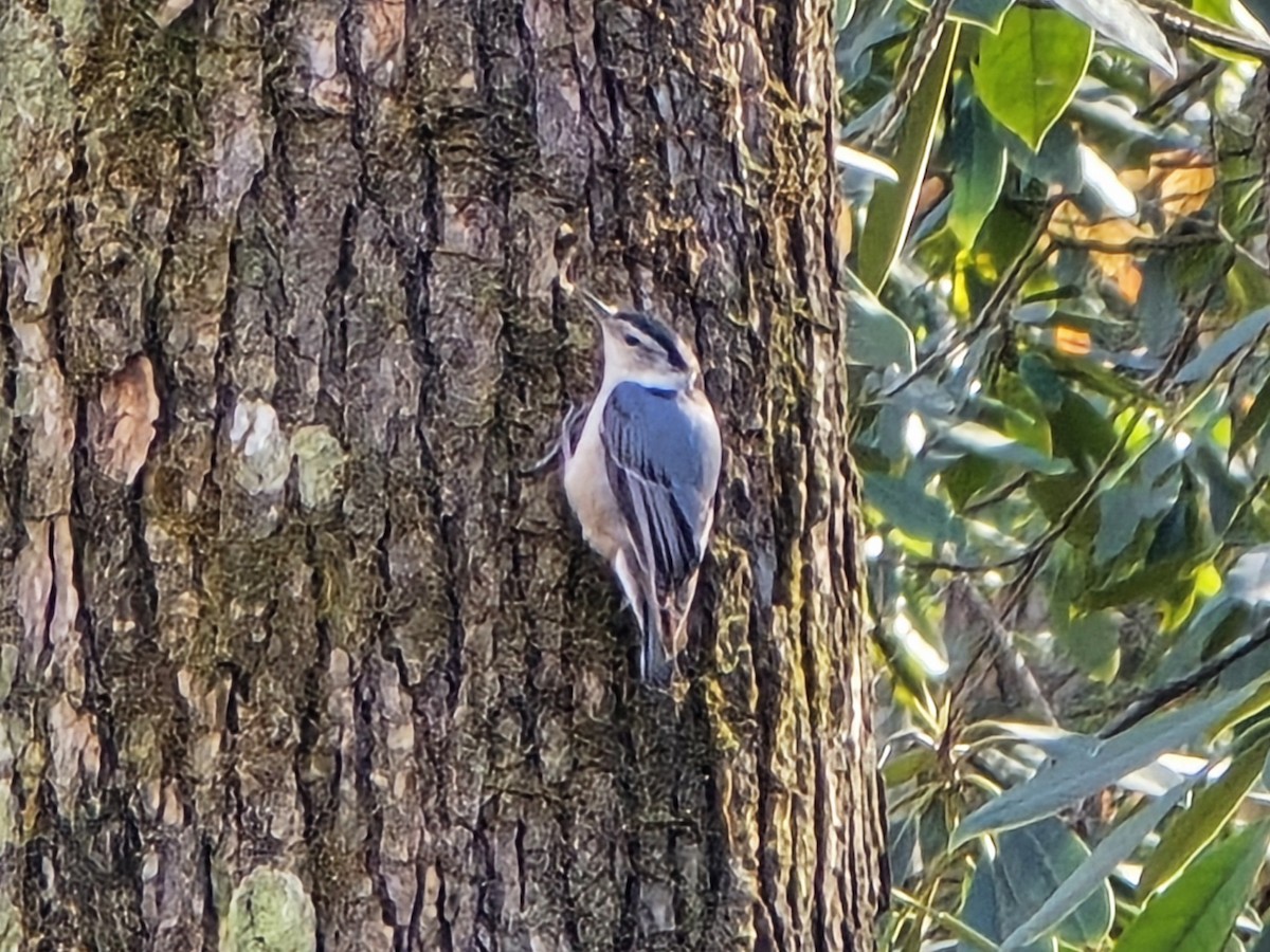 Каролинский поползень - ML646850489