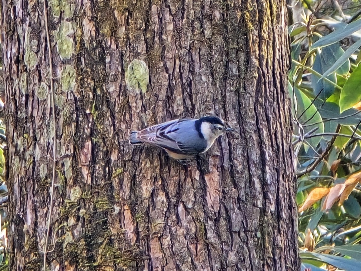 Каролинский поползень - ML646850490