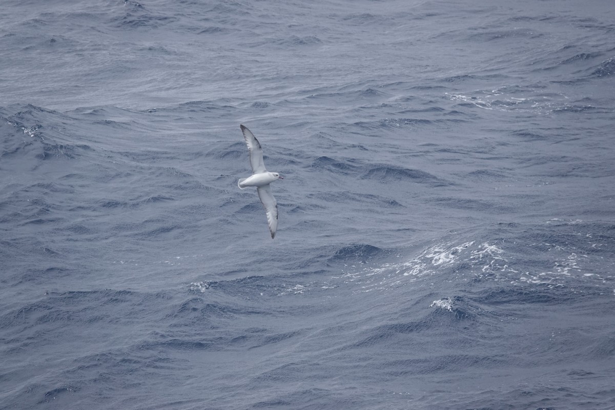 ギンフルマカモメ - ML646850494