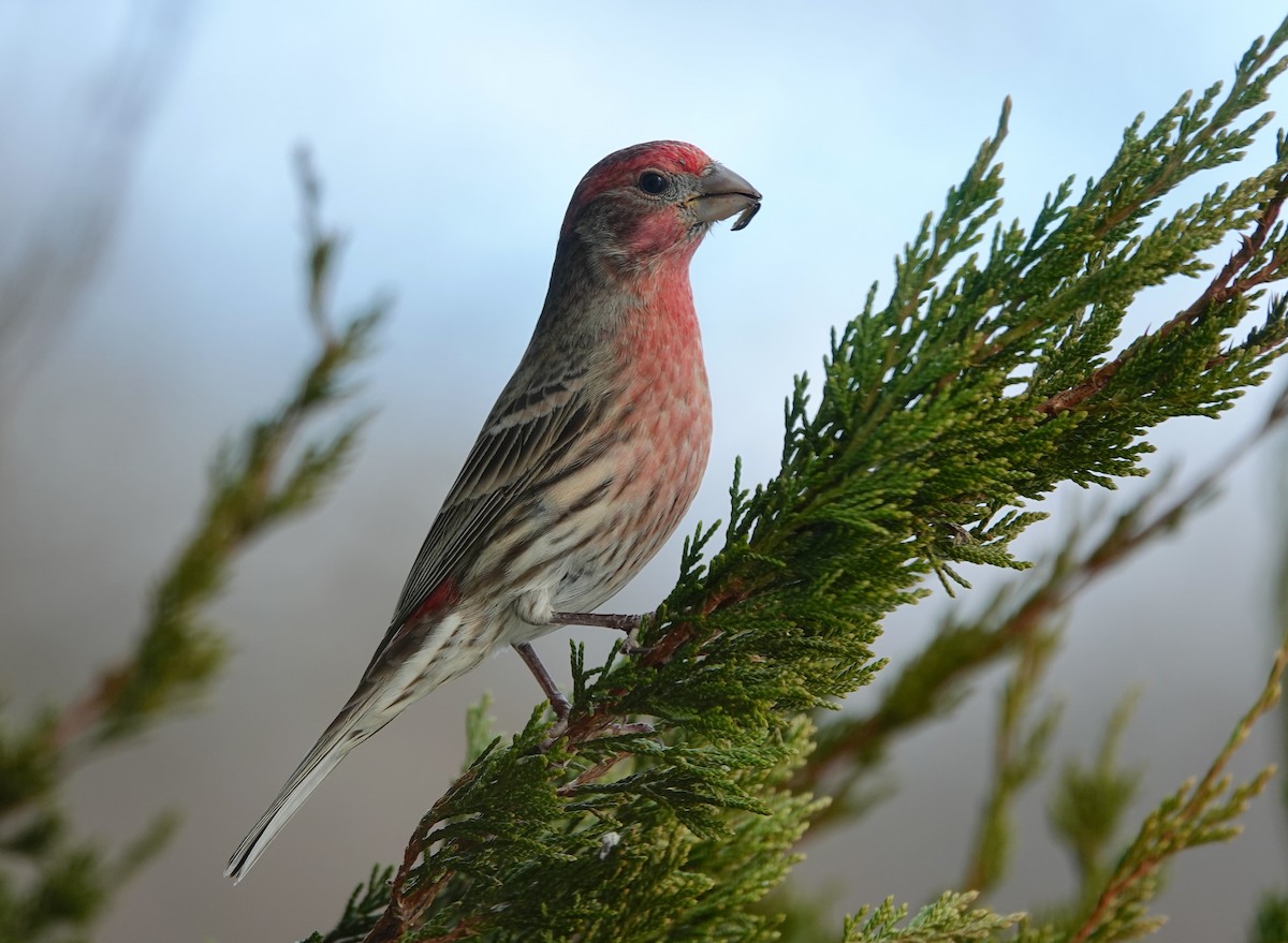 husrosenfink - ML646850495