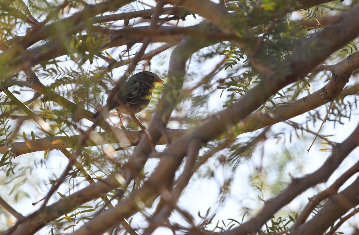 Porsuk Serçesi - ML646850496