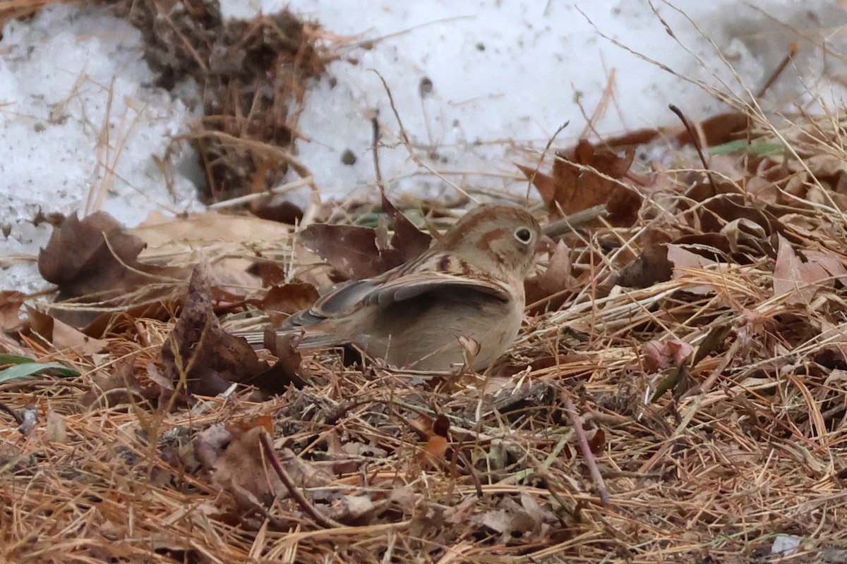 Field Sparrow - ML646850499