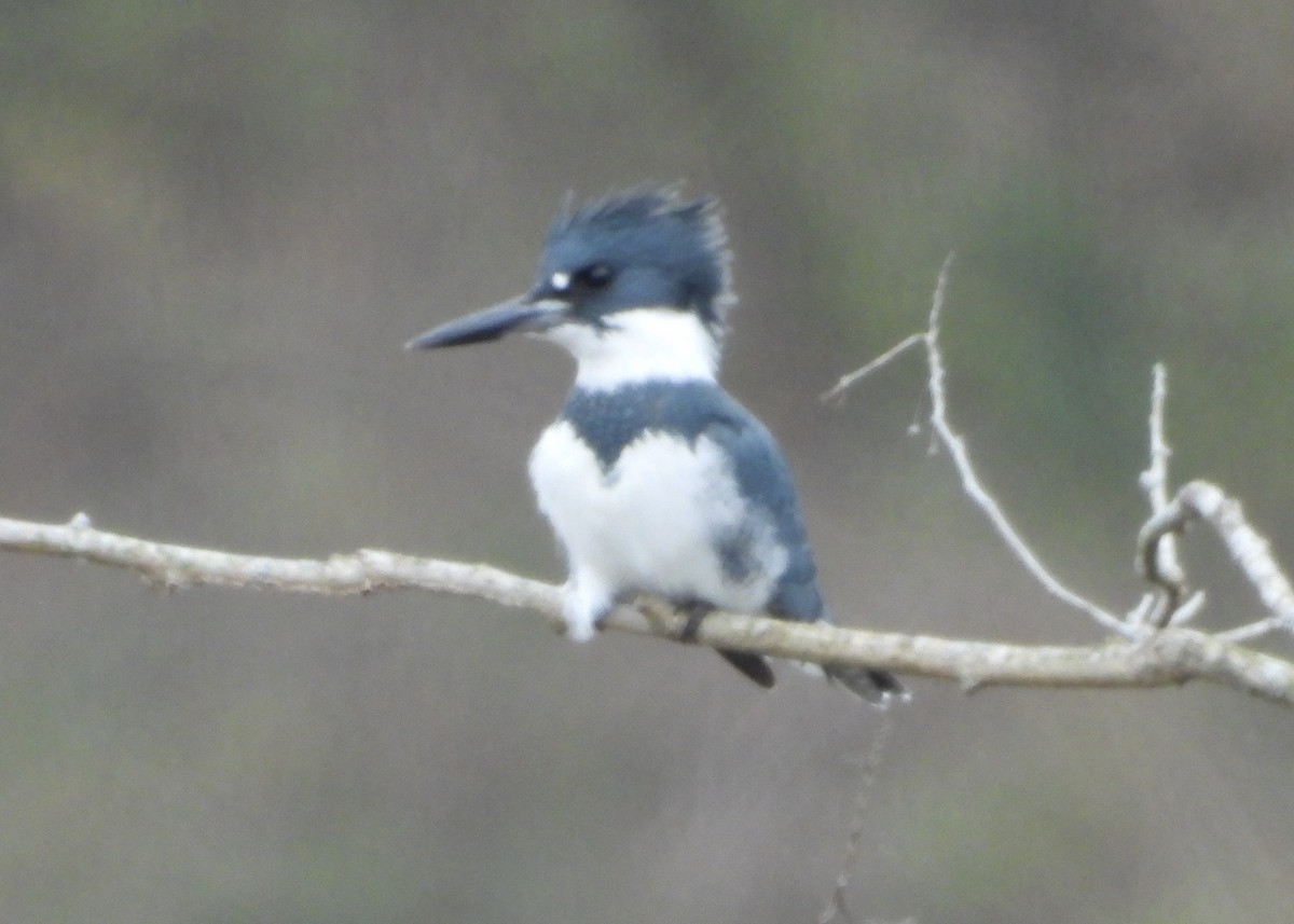 Рибалочка-чубань північний - ML646850501