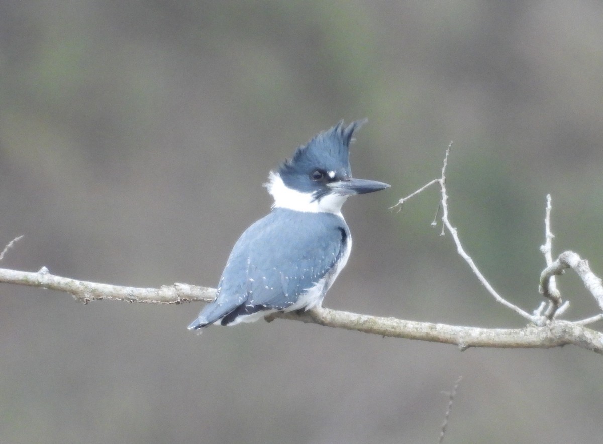 Рибалочка-чубань північний - ML646850502