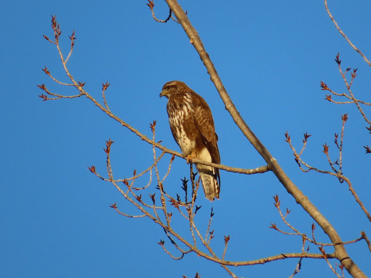 Common Buzzard - ML646850503