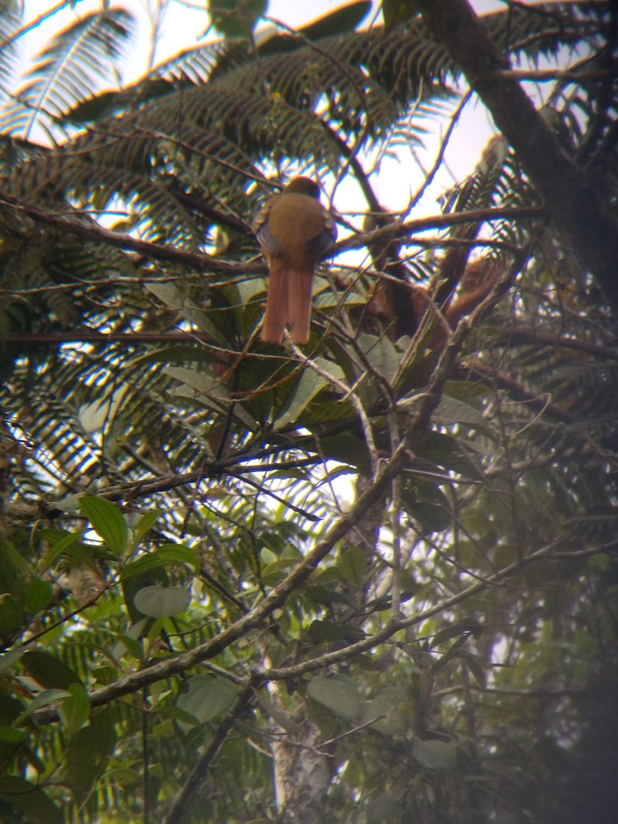 Collared Trogon - ML646850509