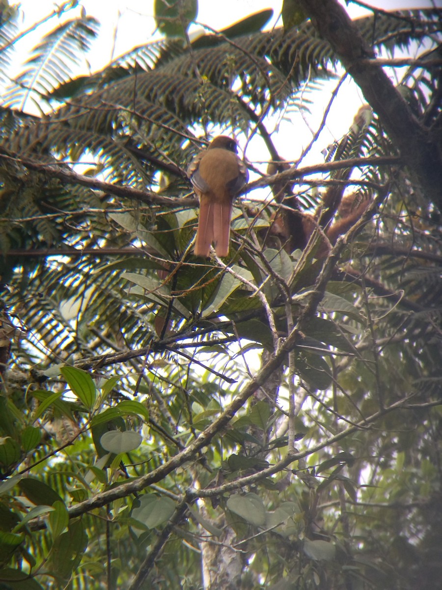 Collared Trogon - ML646850511