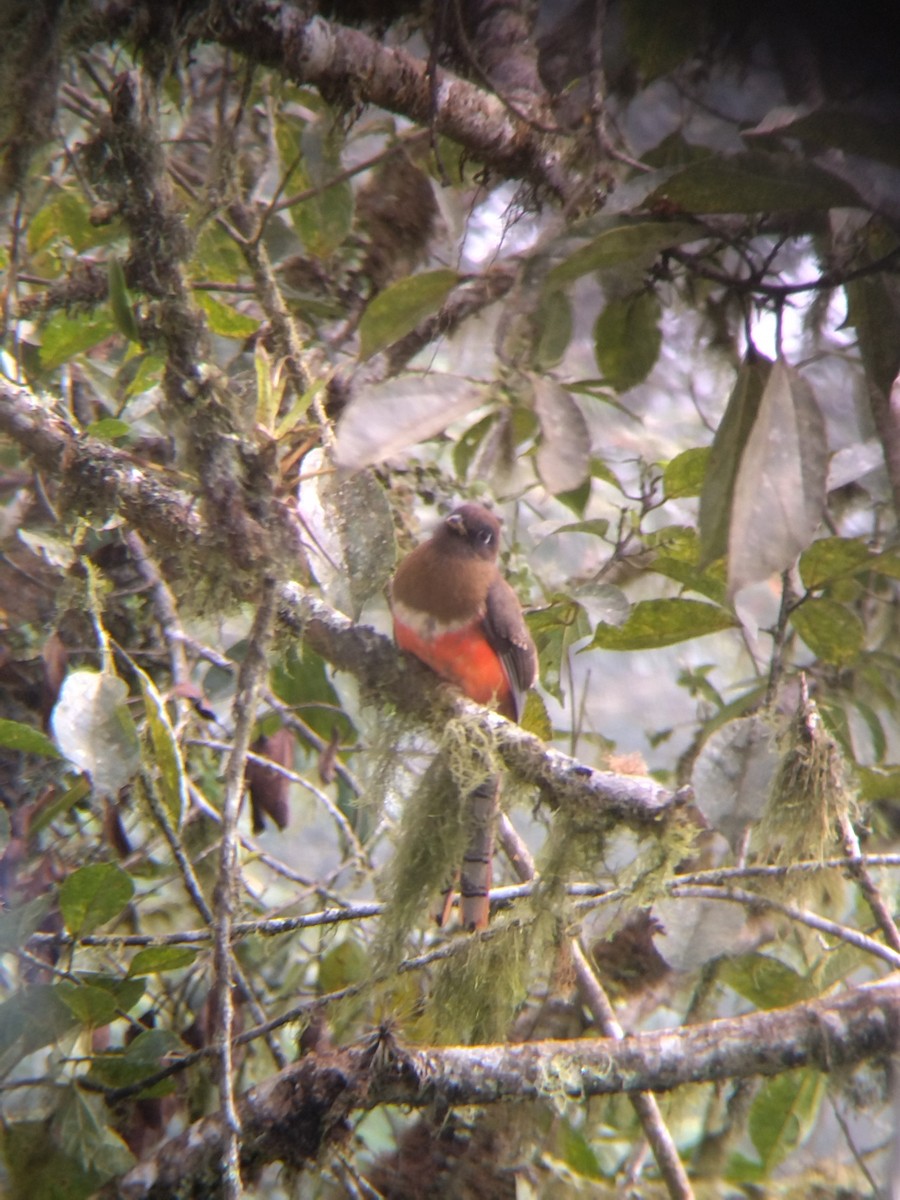 Collared Trogon - ML646850514