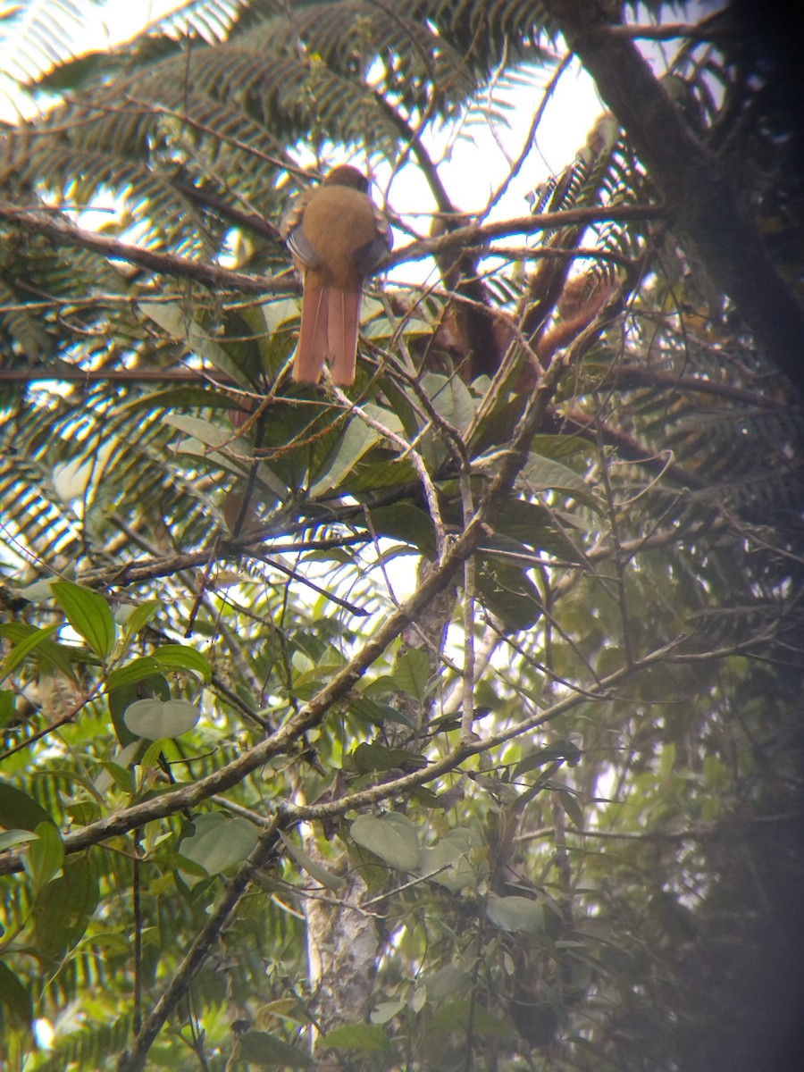 Collared Trogon - ML646850515