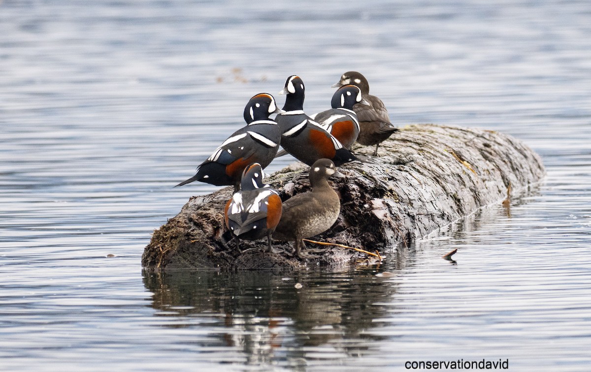 Harlequin Duck - ML646850525