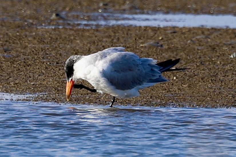 Caspian Tern - ML646850526