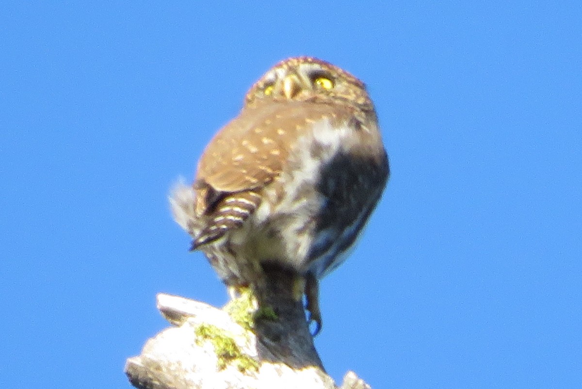 Northern Pygmy-Owl - ML646850528