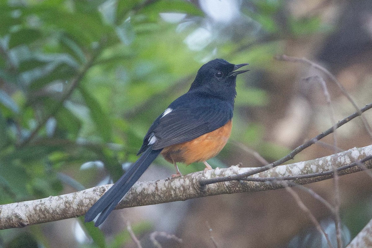 arieshama - ML646850530