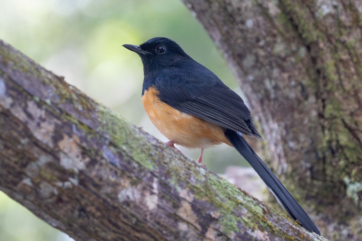 arieshama - ML646850531