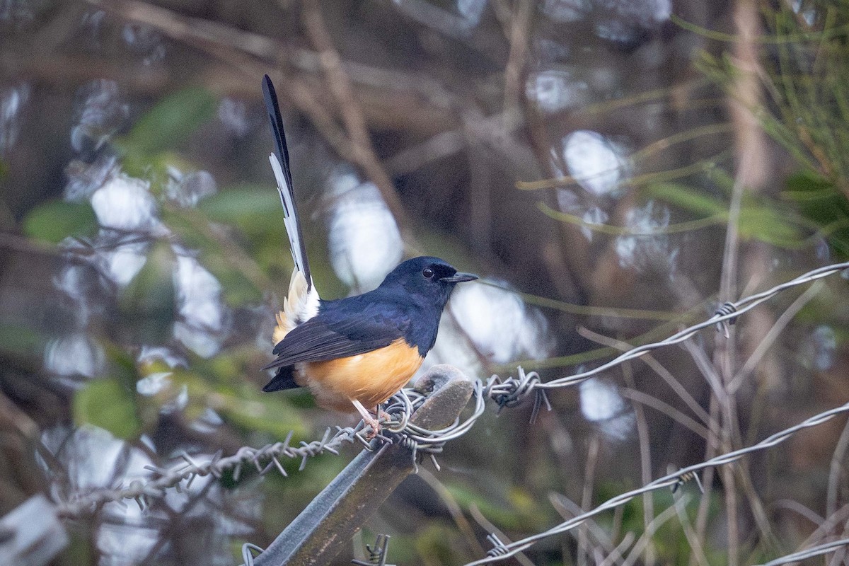 arieshama - ML646850532