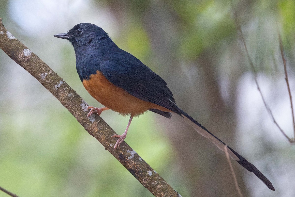 arieshama - ML646850533