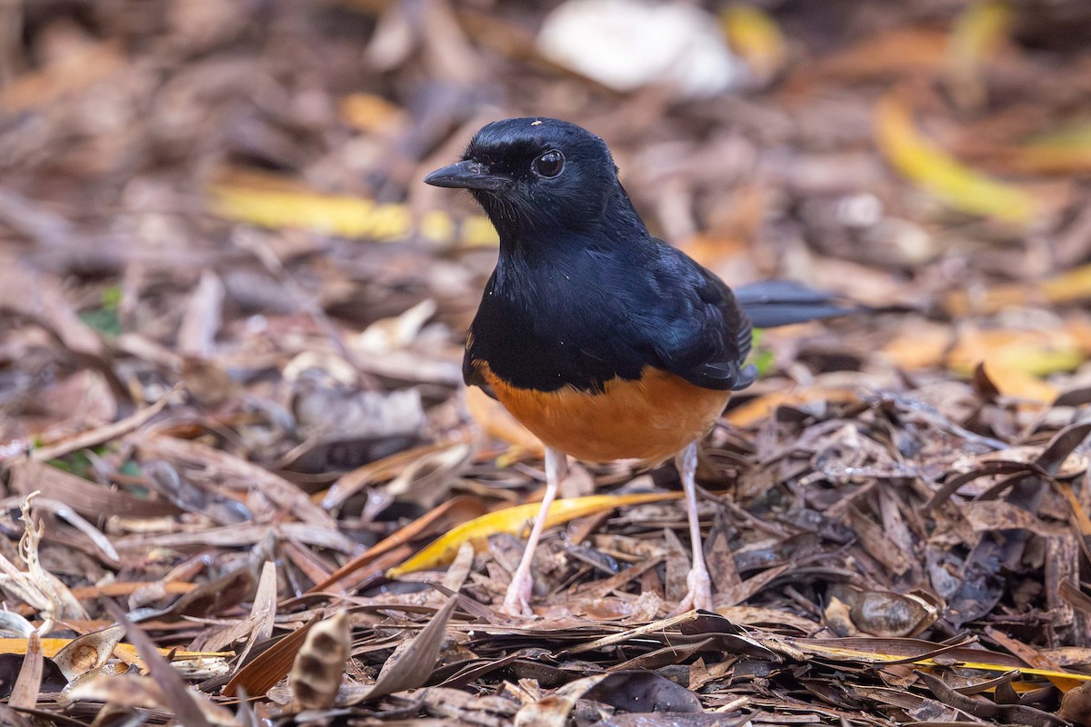 arieshama - ML646850535