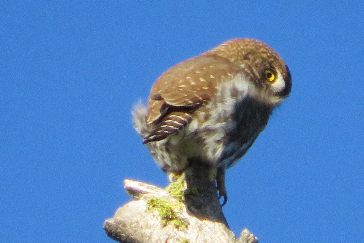 Northern Pygmy-Owl - ML646850536