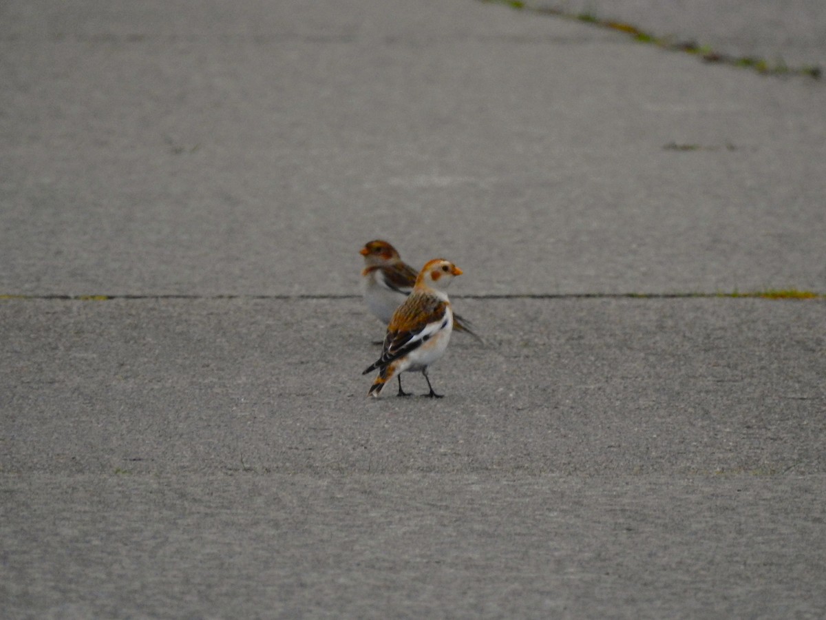 snøspurv - ML646850537