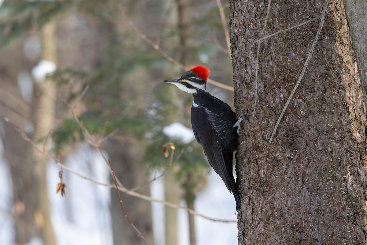 Pileated Woodpecker - ML646850538