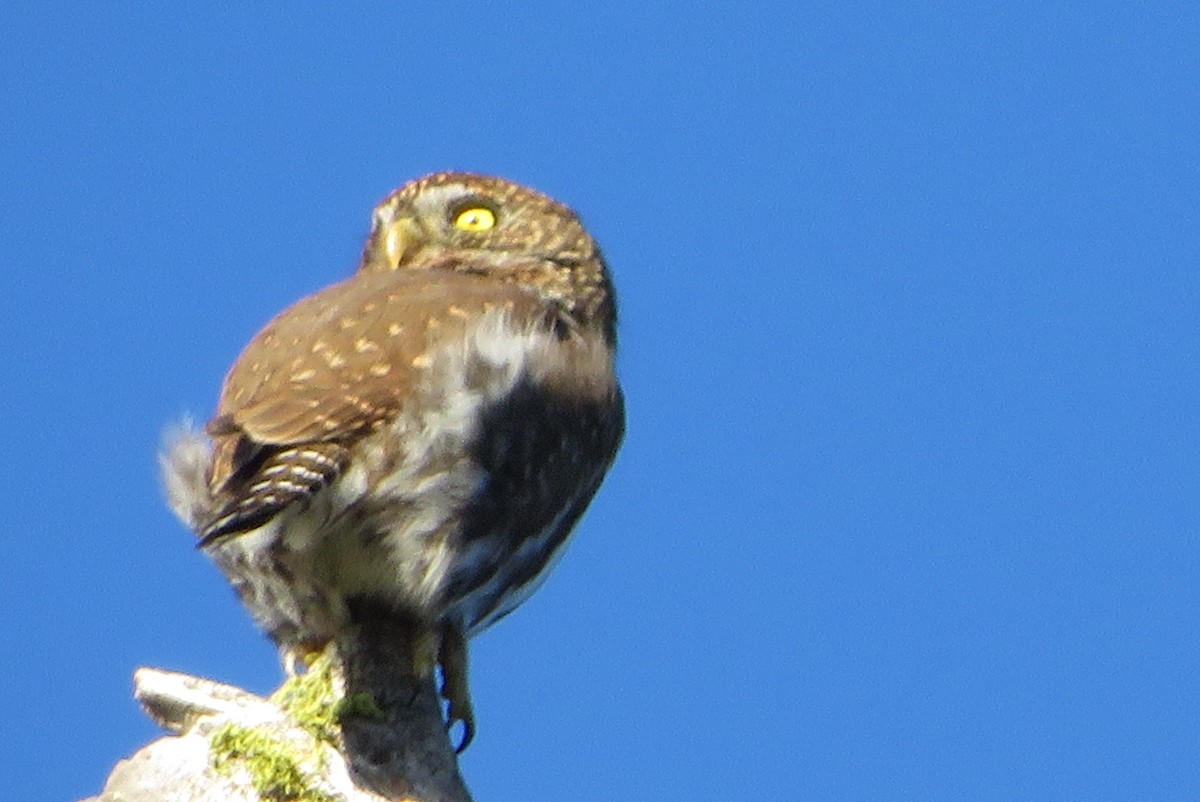 Northern Pygmy-Owl - ML646850539