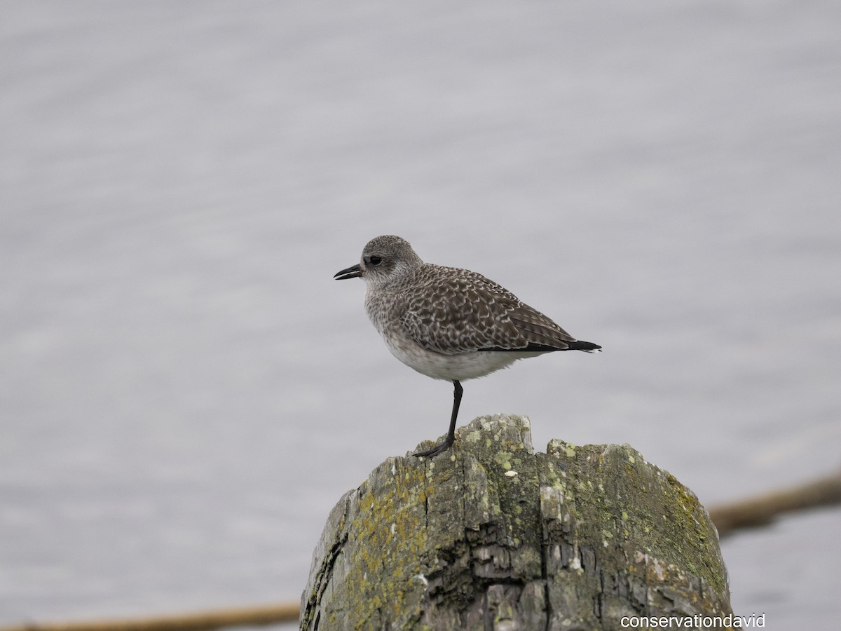 חופזי מנומר - ML646850540